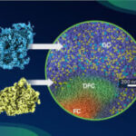 In-cell structural snapshots of both ribosomal subunit precursors, the SSU processome (blue) and the pre-60S (yellow), inside the multi-compartment human nucleolus. FC, fibrillar centre; DFC, dense fibrillar component; GC, granular component.