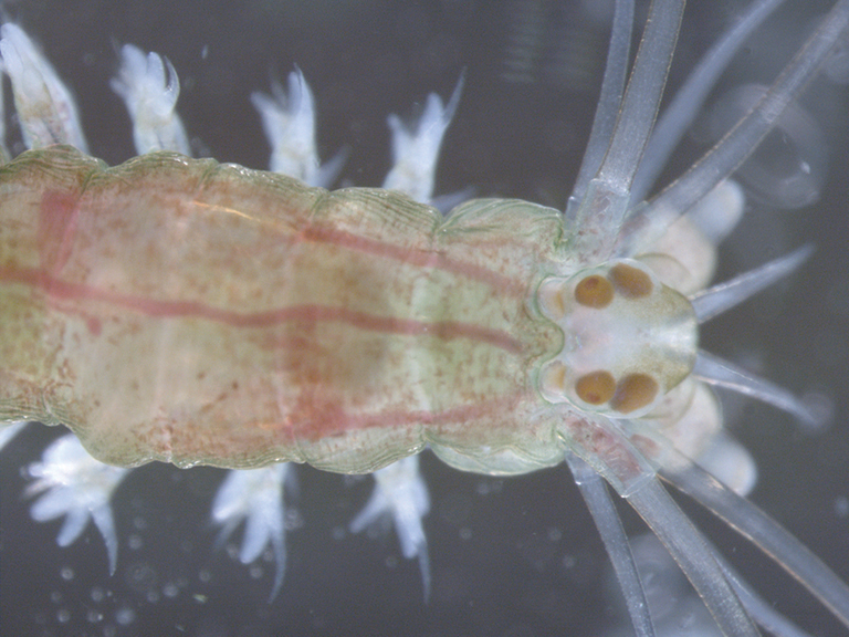 Platynereis dumerilii (Polychaeta, Annelida, Lophotrochozoa)