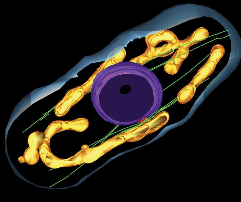 3D model of a Wildtype MT cytoskeleton (green) in fission yeast. The volume presented here corresponds to eight thick sections joined together (2um). Such a model is suitable to study the interaction of microtubule bundles with the mitochondriome (gold) and with the nucleus (purple)